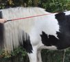 (Trainings)stick