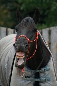 Cross-Rope-Bridle