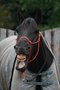 Cross-Rope-Bridle