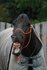 Cross-Rope-Bridle_